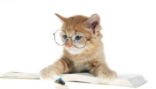 娱乐吃瓜君猫猫子